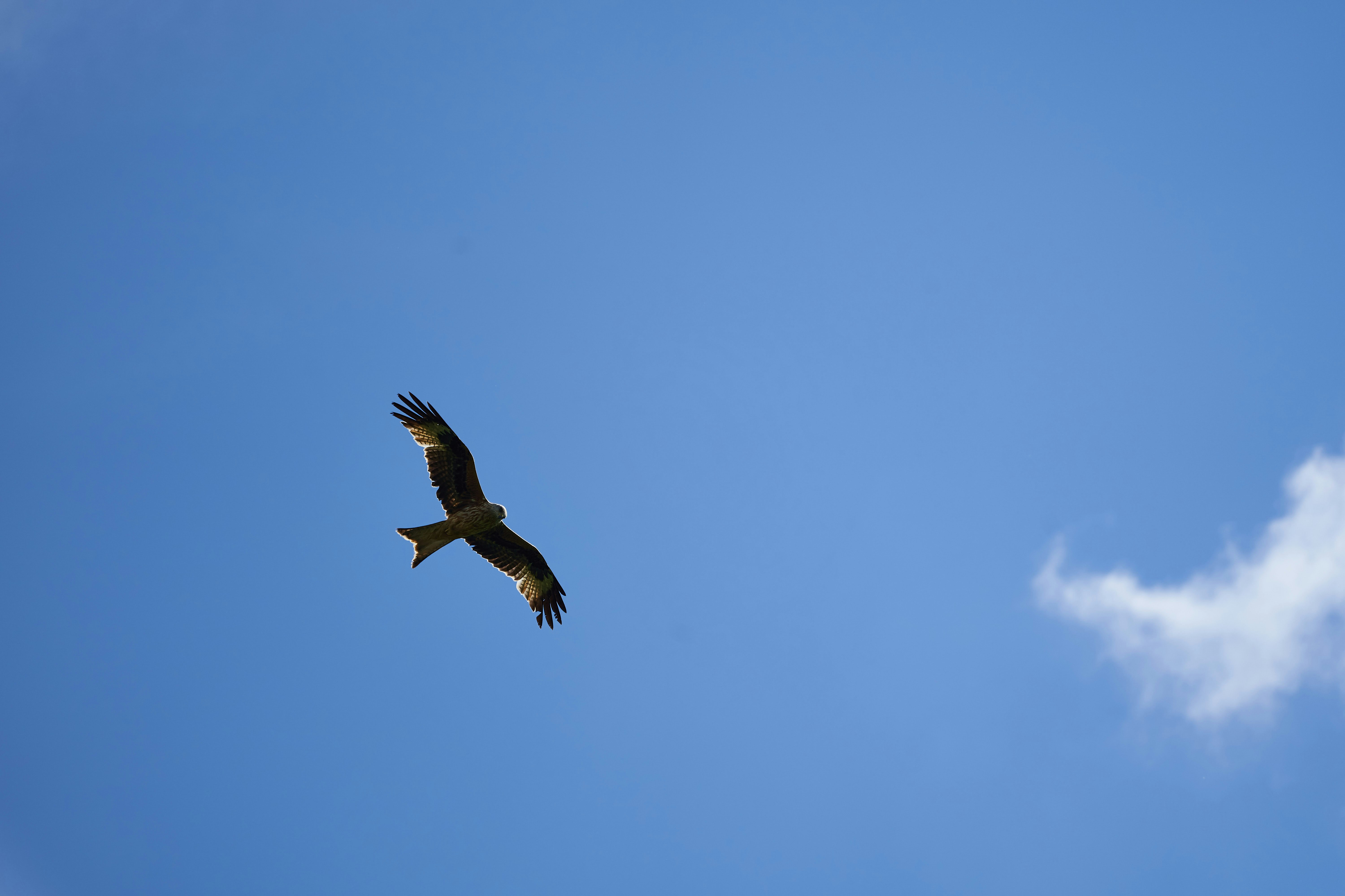 black and white bird flying under blue sky during daytime